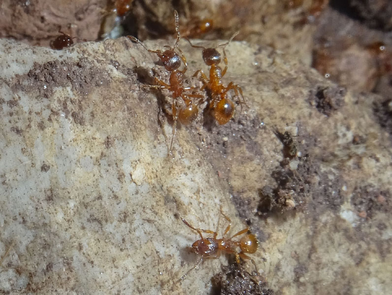 colonia intera di Myrmica sp. - Formicidae